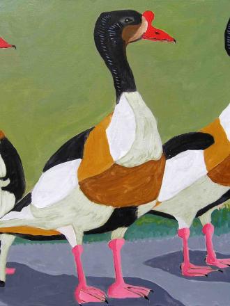 The three Shelducks